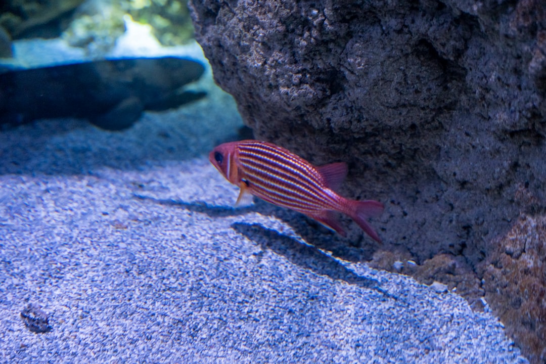 Krill