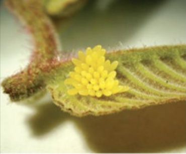 호두나무잎벌레