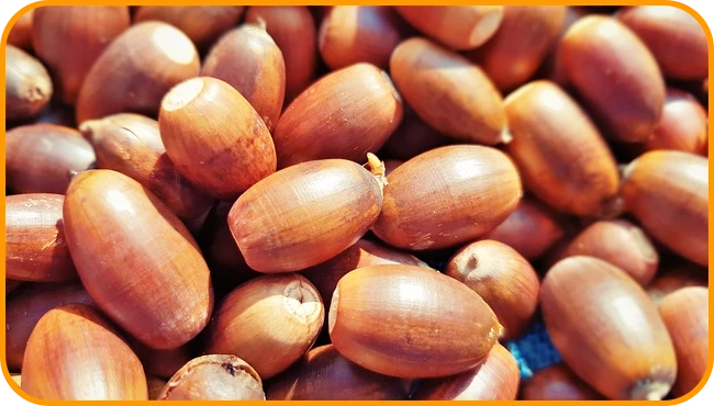 깐 도토리 여러개