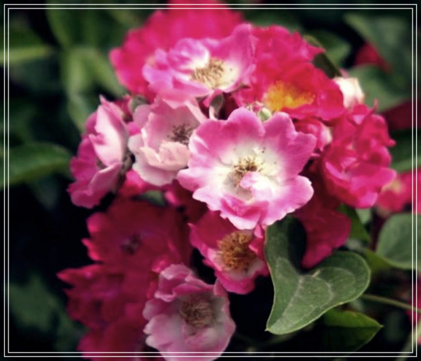 찔레순의 놀라운 효능