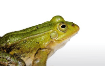 죽은 개구리 꿈해몽