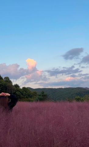 포천 허브아일랜드-핑크뮬리