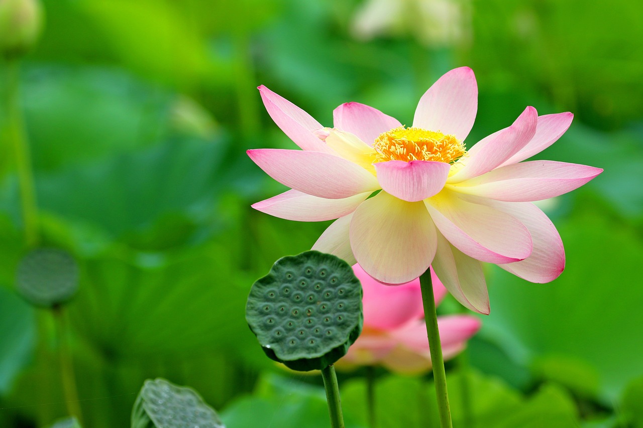 수생 식물 가꾸기와 연못 조성