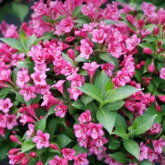 병꽃 무늬병꽃 삼색병꽃 붉은병꽃 아름다운 꽃 종류_11