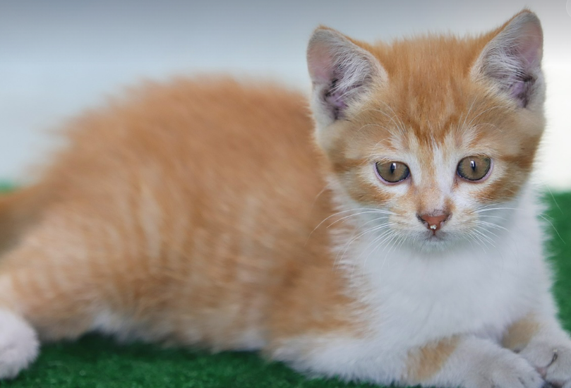 어린 고양이 이미지