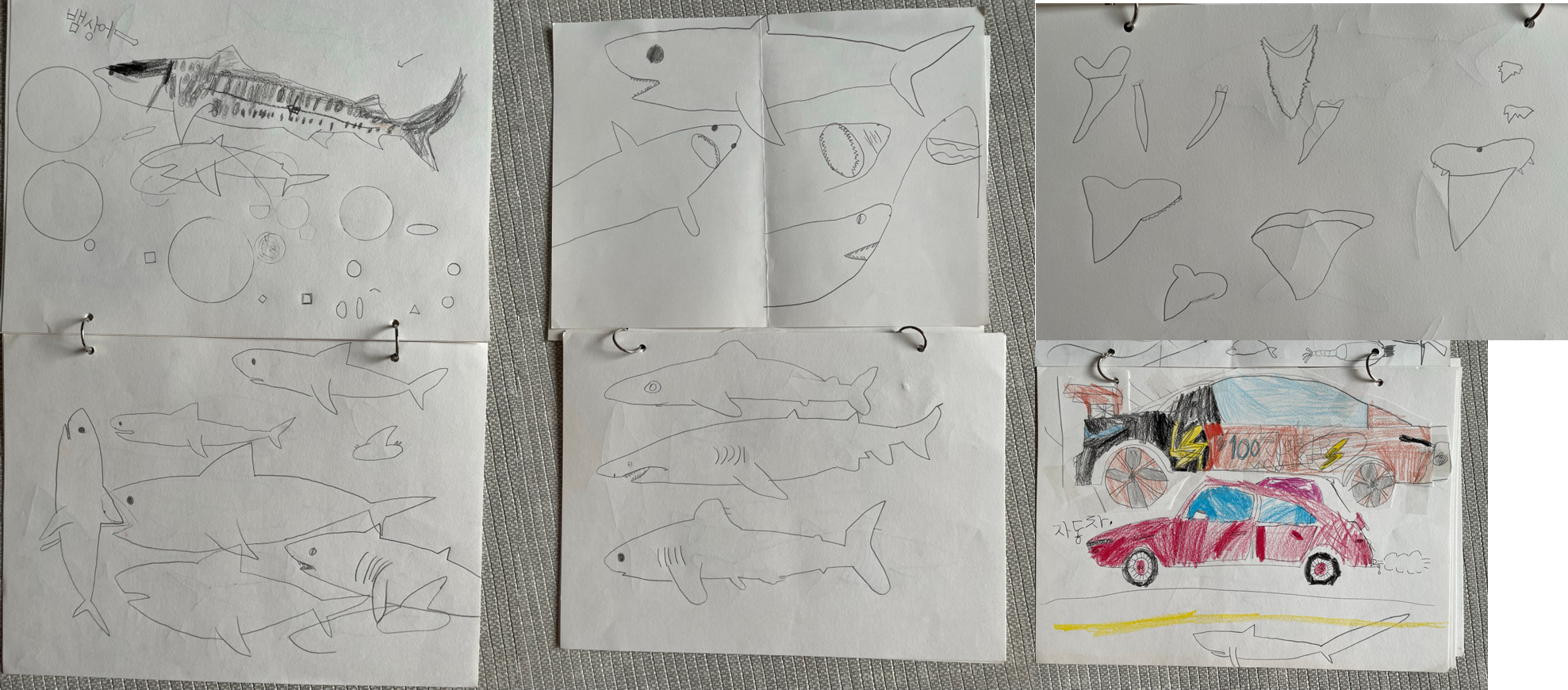 각종 상어의 그림과 자동차 그림