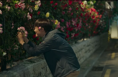 4회 장미 꽃밭길