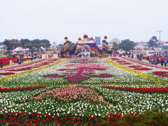 태안 안면도 튤립축제