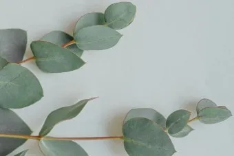 화분 잎마름 원인 햇빛부족 건조 과습 진단 맞춤 처방 가이드_11