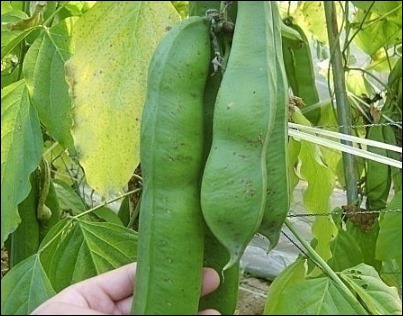 작두콩차 효능-6