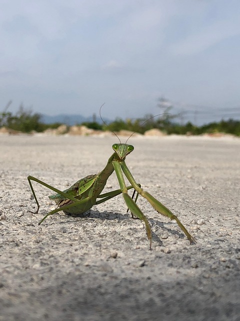 사마귀의 움직임에서 탄생한 무술, 당랑권의 기술과 동작 원리