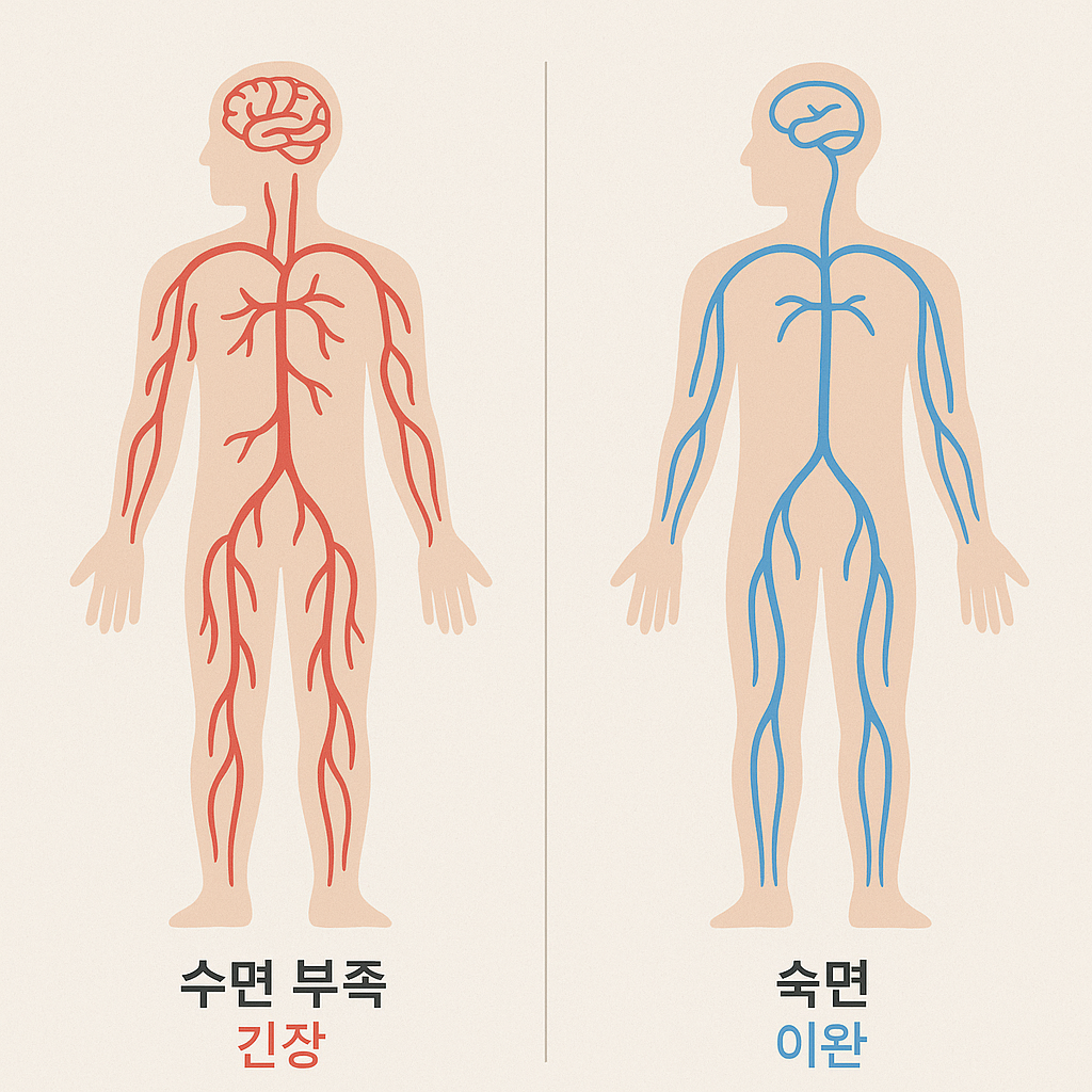 숙면 상태와 수면 부족 상태의 혈관 비교 인포그래픽