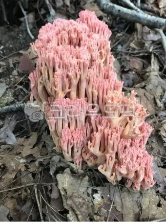 싸리버섯 효능 종류 채취시기 제철 손질법 요리법싸리 보관방법 정리_24