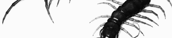 지네 퇴치약 종류