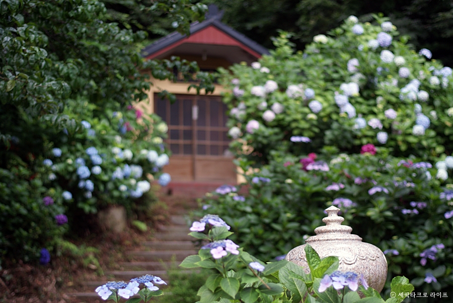 태종대수국사진
