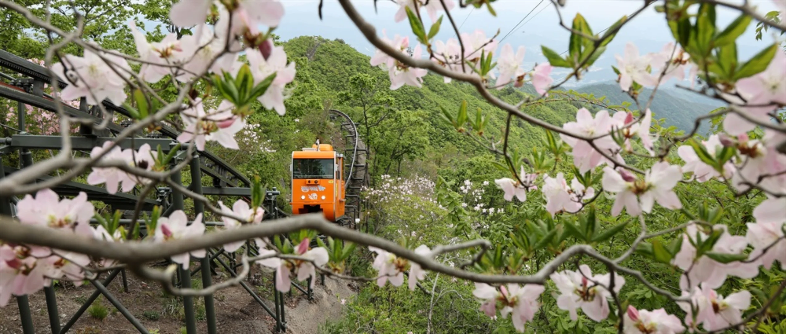 대봉산 모노레일 예약