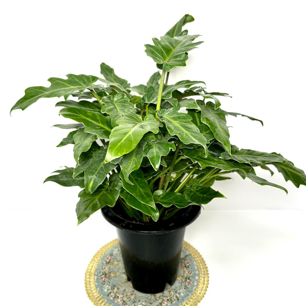 실내식물 추천 셀렘 키우는 법 물주기