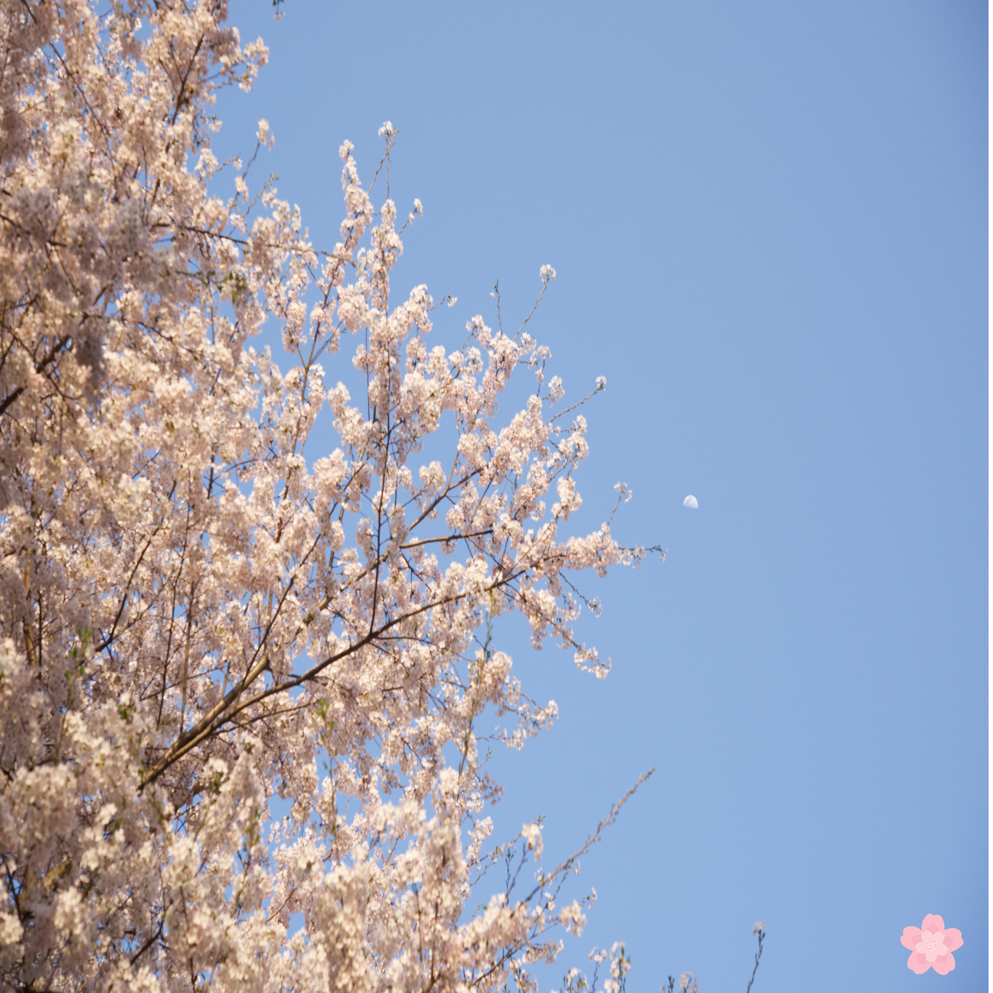 서울 근교 벚꽃 명소