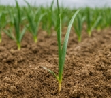 마늘 심는 방법