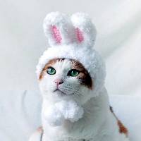 고양이 꿈해몽