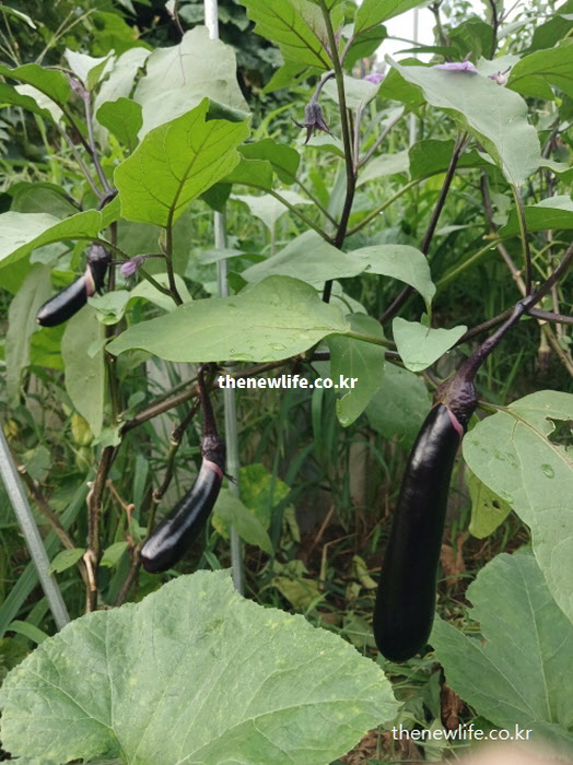 백내장 및 황반변성 등 노인성 안질환 예방에 탁월한 가지 효능 관련 실물 모습