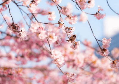 진해군항제 무료 셔틀버스 노선도, 기차 예매 꿀팁