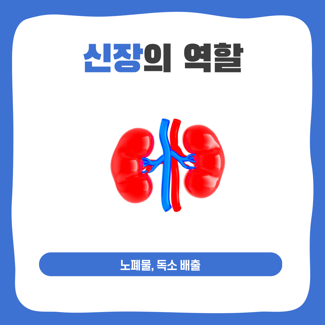 신장의 역할은 노폐물, 독소 배출입니다.