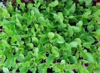 모종 고르는 법 줄기 굵기 잎색 뿌리상태 병해 흔적 확인_21