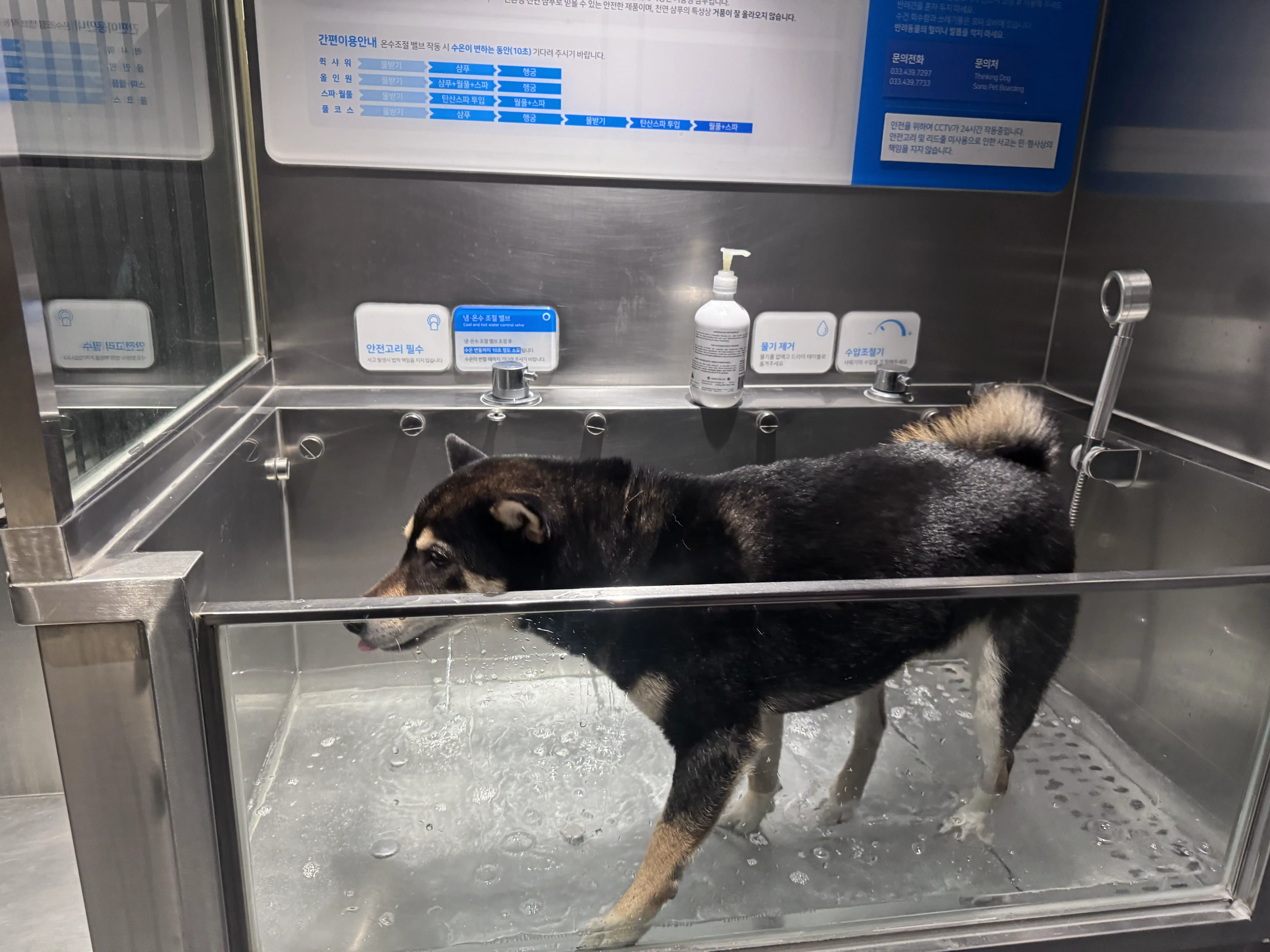  소노펫 비발디파크