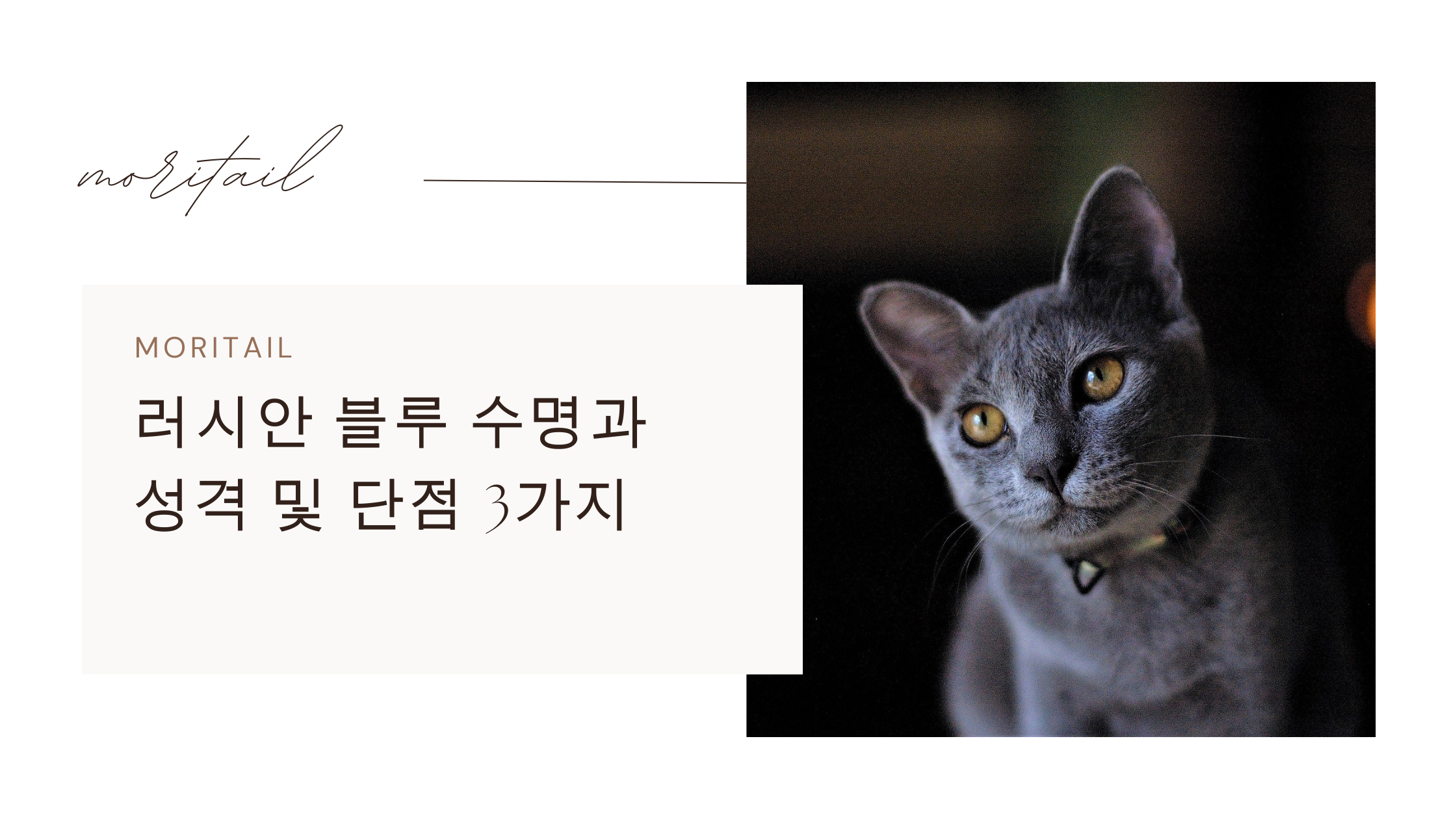 러시안 블루 수명