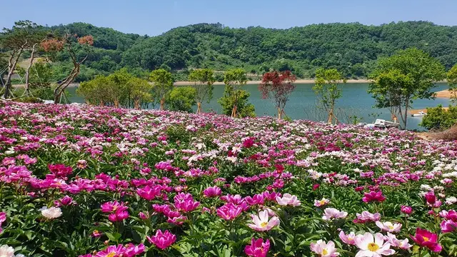 임실 옥정호 작약꽃밭2