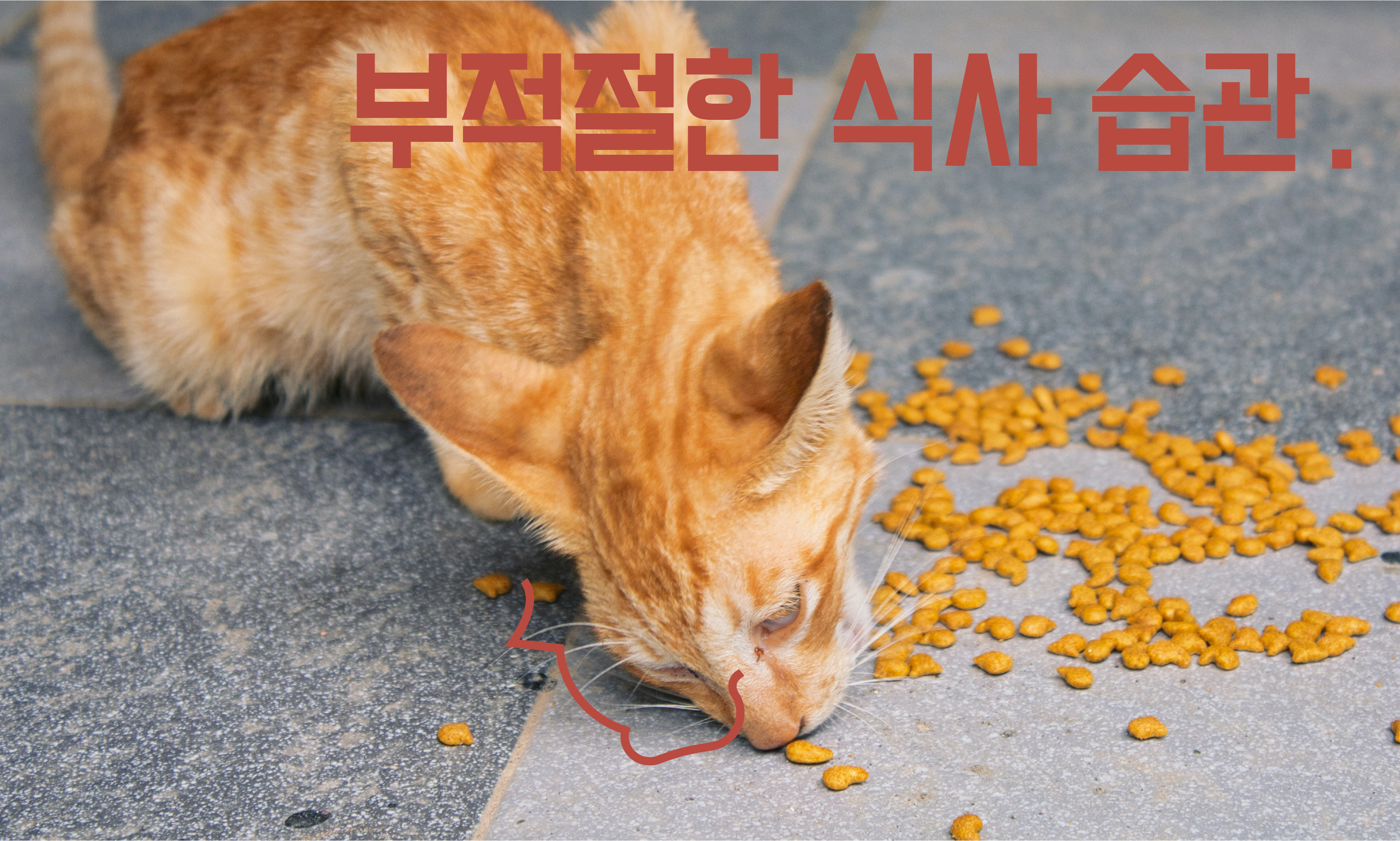 고양이-식사