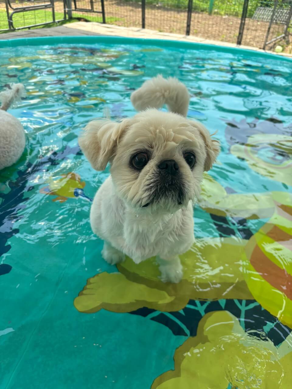 생방송투데이 오늘도 달린다! 청년 사장 경기 포천 20대 애견 카페 사장 편 뽀야네 딩가댕가 생방송투데이 3779회