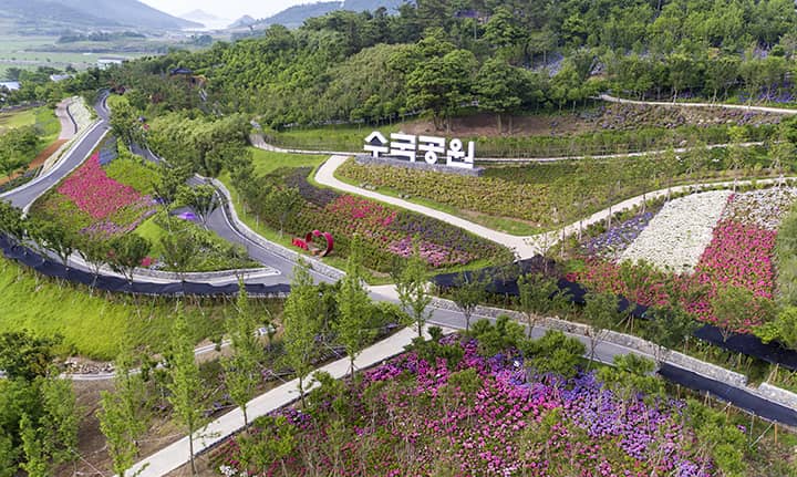 신안 섬 수국 꽃 축제