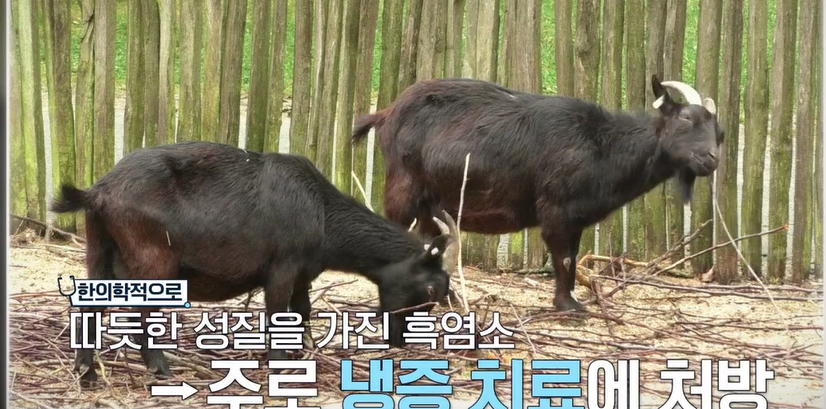 흑염소 효능