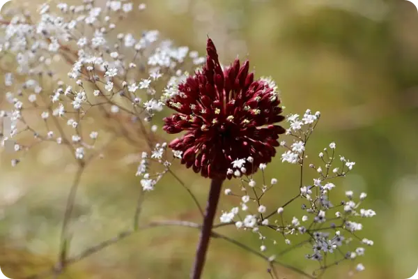 부추김치 맛있게 담그는 법