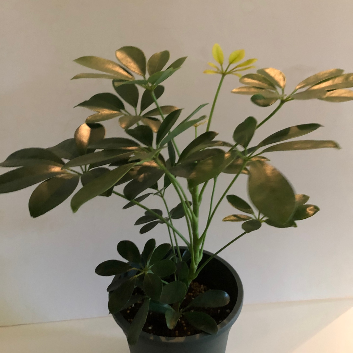 Schefflera