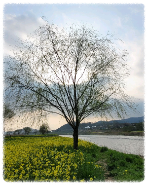 영산강