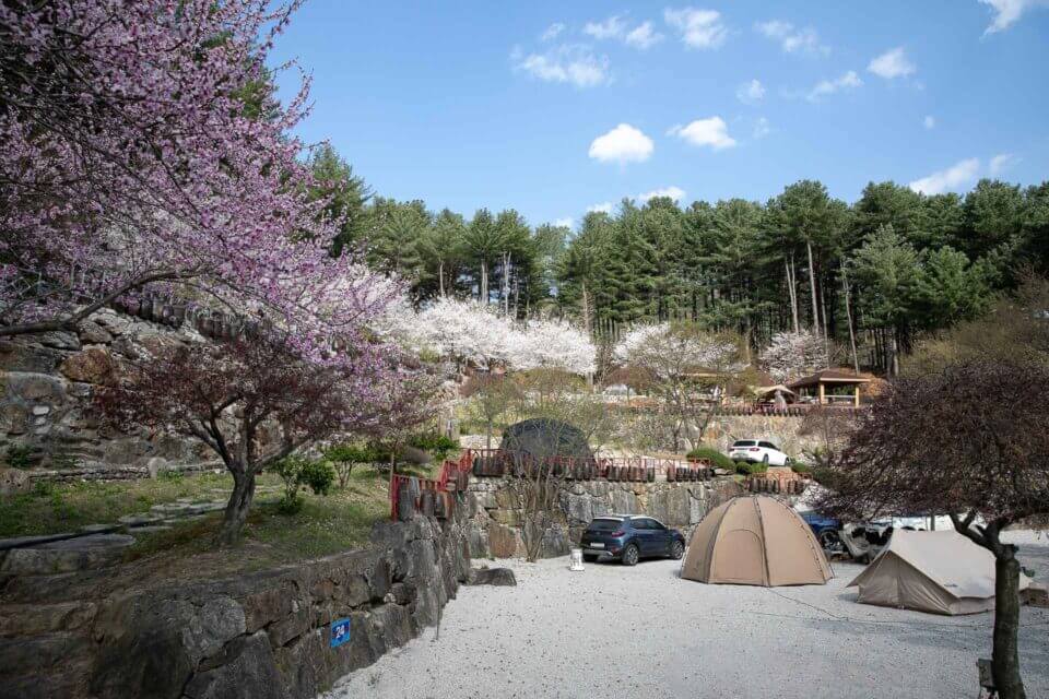 벚꽃 캠핑장