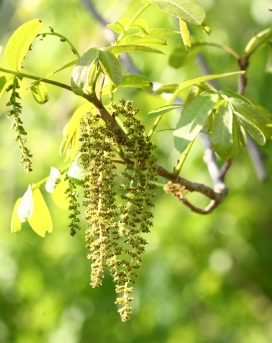 중국굴피나무 꽃