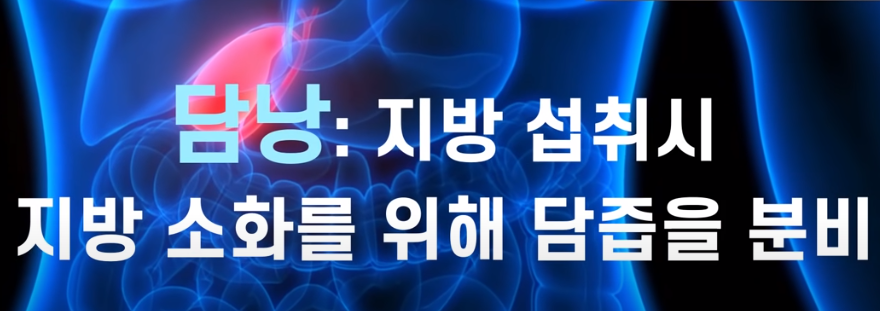 담낭이 하는일
