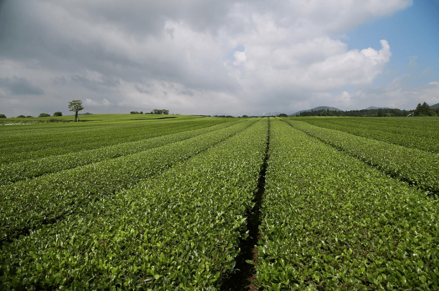 제주도 1박2일 봄 여행 - 도민 추천 숨은 명소 총정리