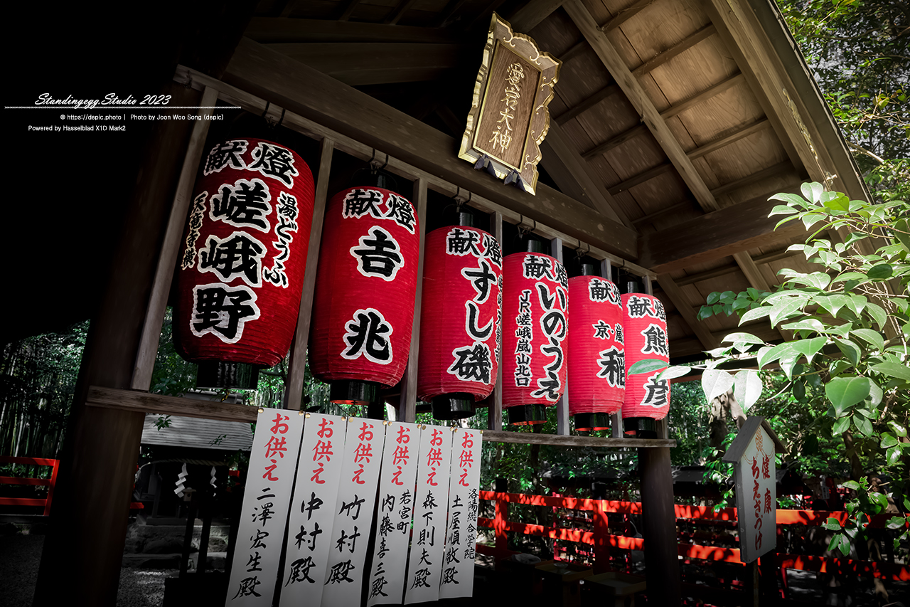 #일본 #교토 #신사 #대나무 #일본여행