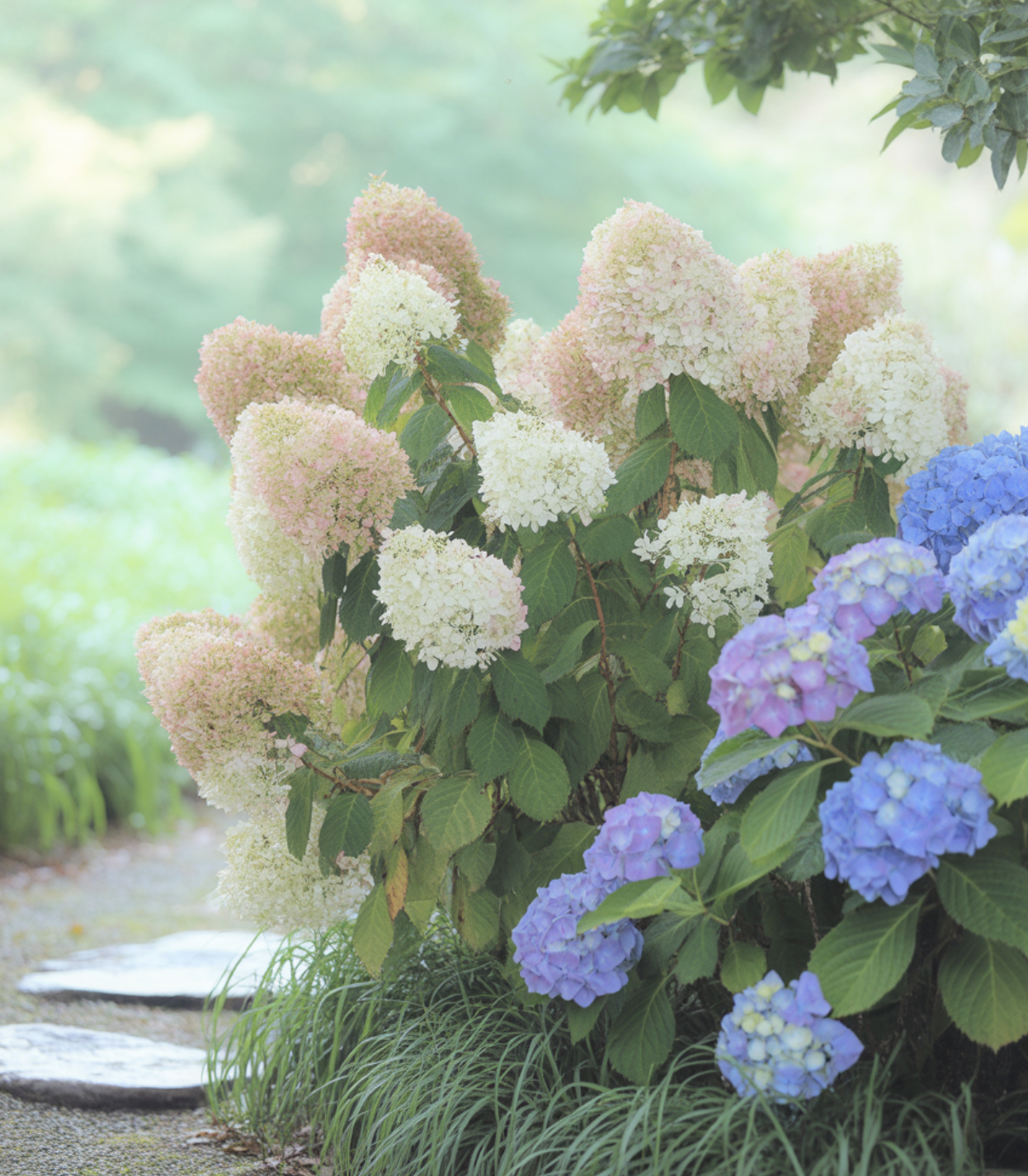 '이 수국'은 절대 겨울에 자르면 안 돼요!