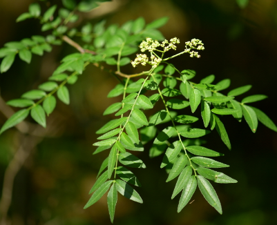 산초나무1