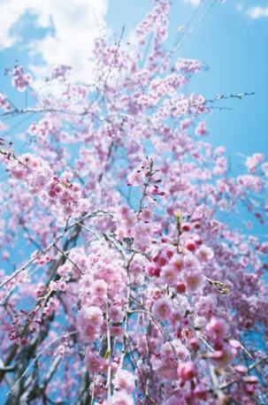 2026 벚꽃 촬영 팁 완벽 가이드