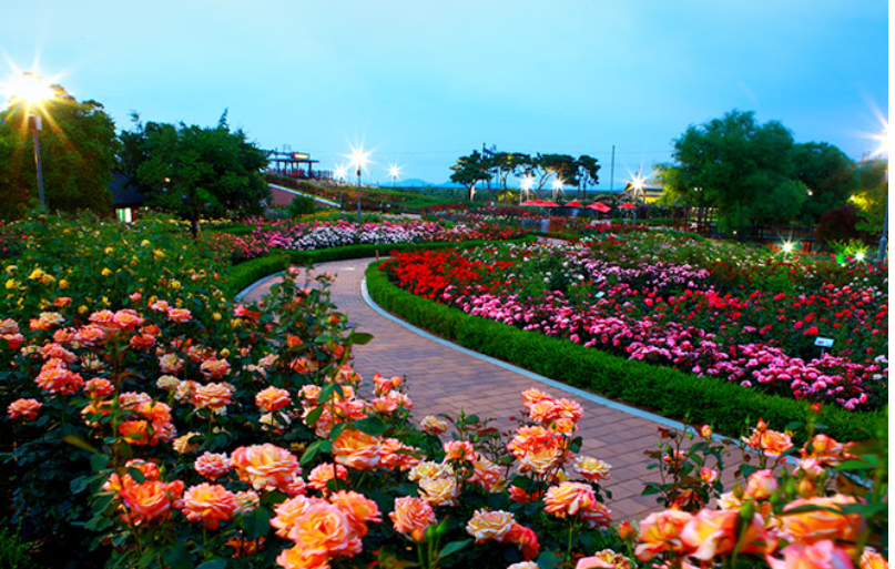 곡성 장미축제 기간