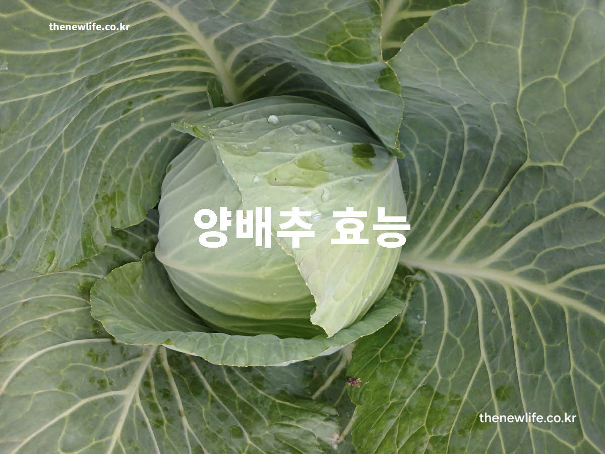 양배추 효능 대표 실사진