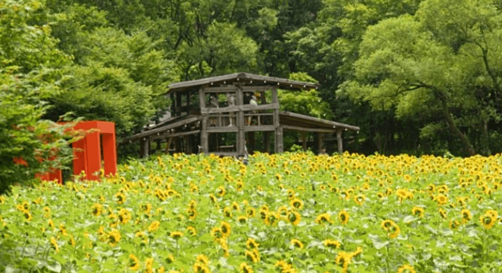 태백 해바라기 축제