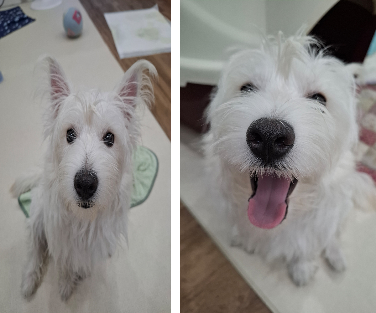 화이트테리어 8개월령
해맑게 웃는 모습